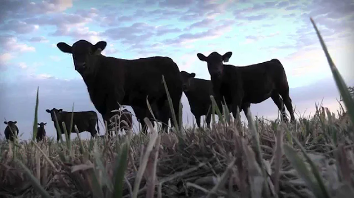 I Am Angus: Bodey Langford, Lockhart, Texas