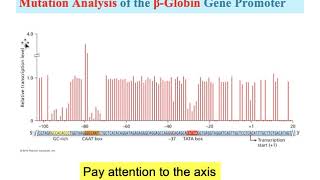 Genetics Ch8 Transcription PartB