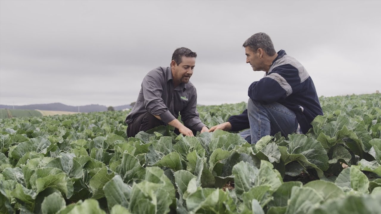 Infinito® Fungicide by Bayer | Treating Downy Mildew in Onion Crops