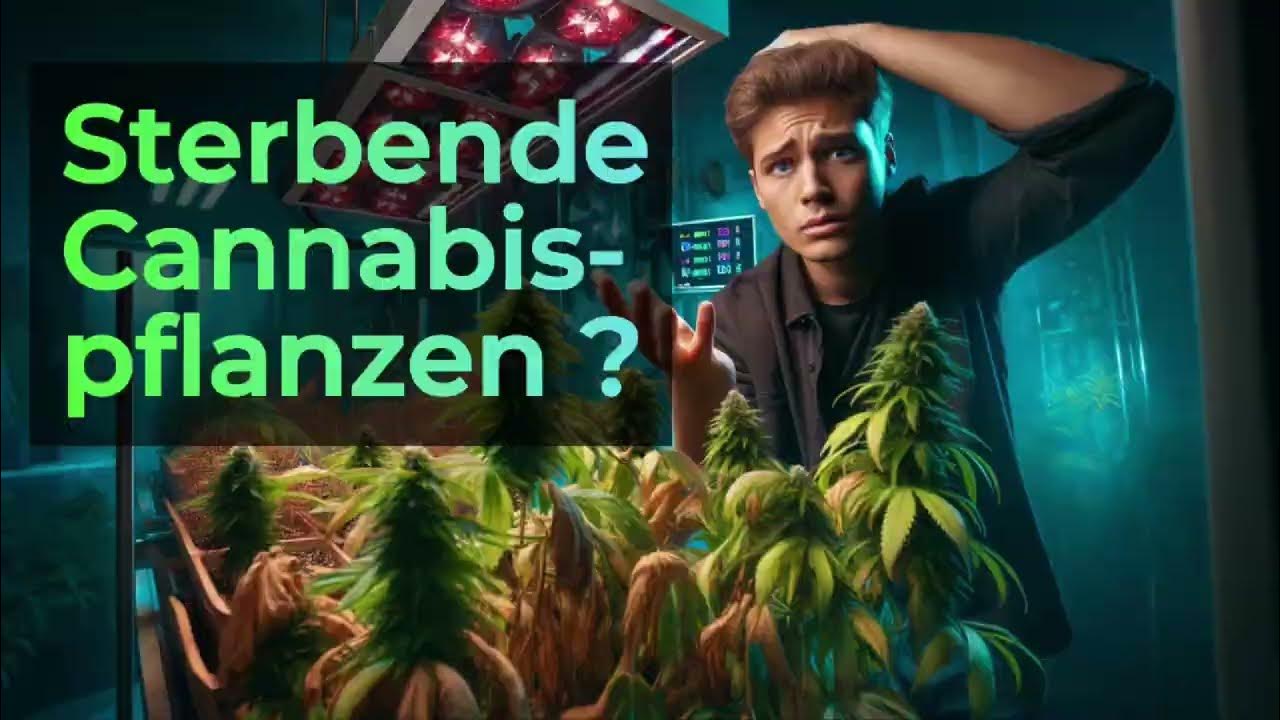Wie wichtig sind Licht, Temperatur und Luftfeuchtigkeit für Cannabispflanzen? YouTube