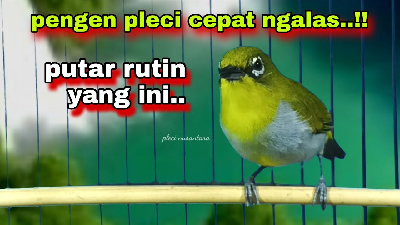 Pleci Gacor Ngalas Manggil Lawan || Pleci Ngalas 123 || Masteran Pleci Bustomi Biar Ngalas