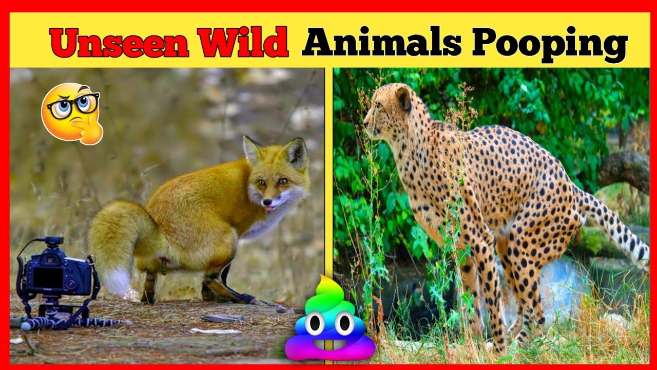 From the Wild Side Candid Moments of Animal Bathroom Breaks💩 YouTube