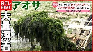 【“アオサ”大量漂着】海水浴場は一面の緑に  遊泳“断念”も…