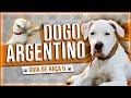 DOGO ARGENTINO - Tudo sobre a raça II  #dogoargentino