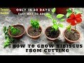 How to Grow Hibiscus from Cuttings.//गुड़हल की कटिंग कैसे लगाए। (Hindi/urdu) TERRACE GARDEN