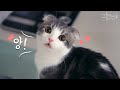 이름 부르면 귀엽게 대답하는 먼치킨 고양이 cat Meow