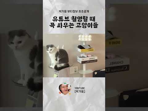 #<strong>박가을</strong> #고양이 #브이로그