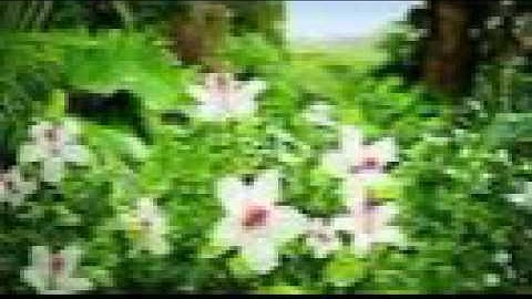 تلاوة جميلة لسورة الشعراء بصوت القارئ الشيخ فيصل الرشيد