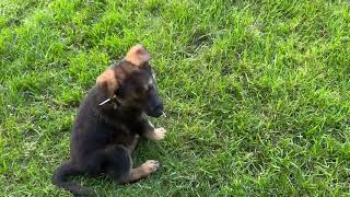 757-483-0717 in Suffolk, VA German Shepherd Puppies by Elaine Nilsson 34 views 10 months ago 19 seconds