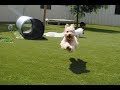 Virtual Tour of Le Chateau Pet Resort Amarillo Virtual Tour of Le Chateau Pet Resort Amarillo