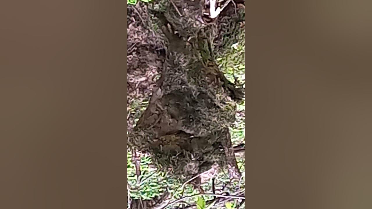 Жующий, кареглазый лось неожиданно повернулся к кареглазому псу ...