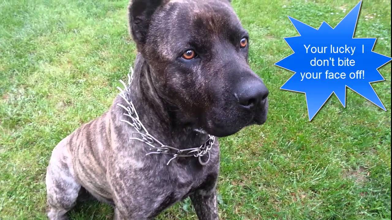 A really Big Scary Dog almost bites Dr. Moneys face lol 