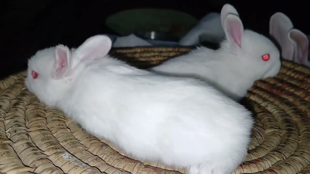 How is Baby Bunny handled in Winters 🫠🐇🐰