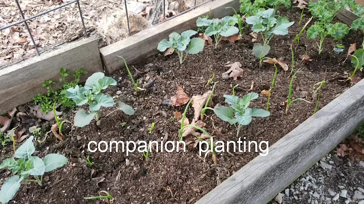 2 minute Tuesday Video ~ Garden tip