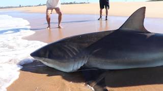 300kg Shark | Sardine run Giants | ASFN Sardine Run