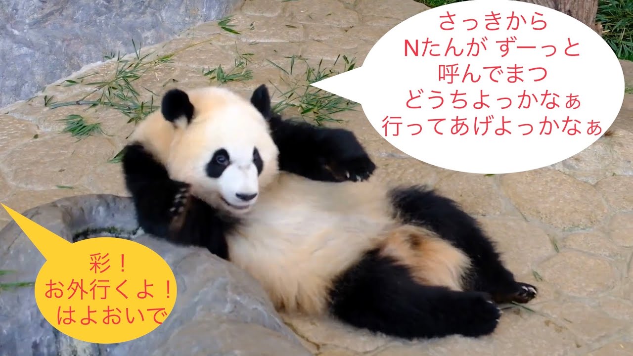 【N飼育員さんに何度も呼ばれて、解っているのに帰らない🐼こパンダ🌈彩浜】Panda cub Saihin understands what the Keeper says but...