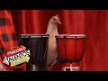 ¡Los pollos más talentosos! | The Bock and Roll Band audicionan con “Footlose” | AGT 2022