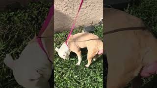 Breeder Abandons Pup With Vaginal Prolapse Just HOURS Before Rescuers Could Reach Her 💔[STORY BELOW]