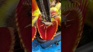 But eating plant gets lunch #venusflytrap #plants #carnivorousplants