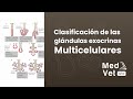 Clasificación de las Glándulas Exocrinas Multicelulares