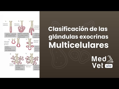 Vídeo: Diferencia Entre Seroso Y Moco