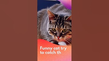 Funny Cat Try to Catch Laser Point #shorts #funnycat #cat