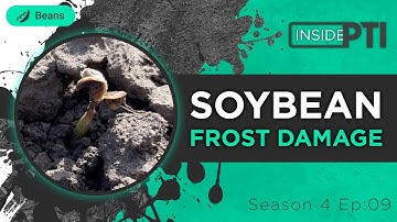 InsidePTI S4•E09 | Frost Damage ‣ Soybean