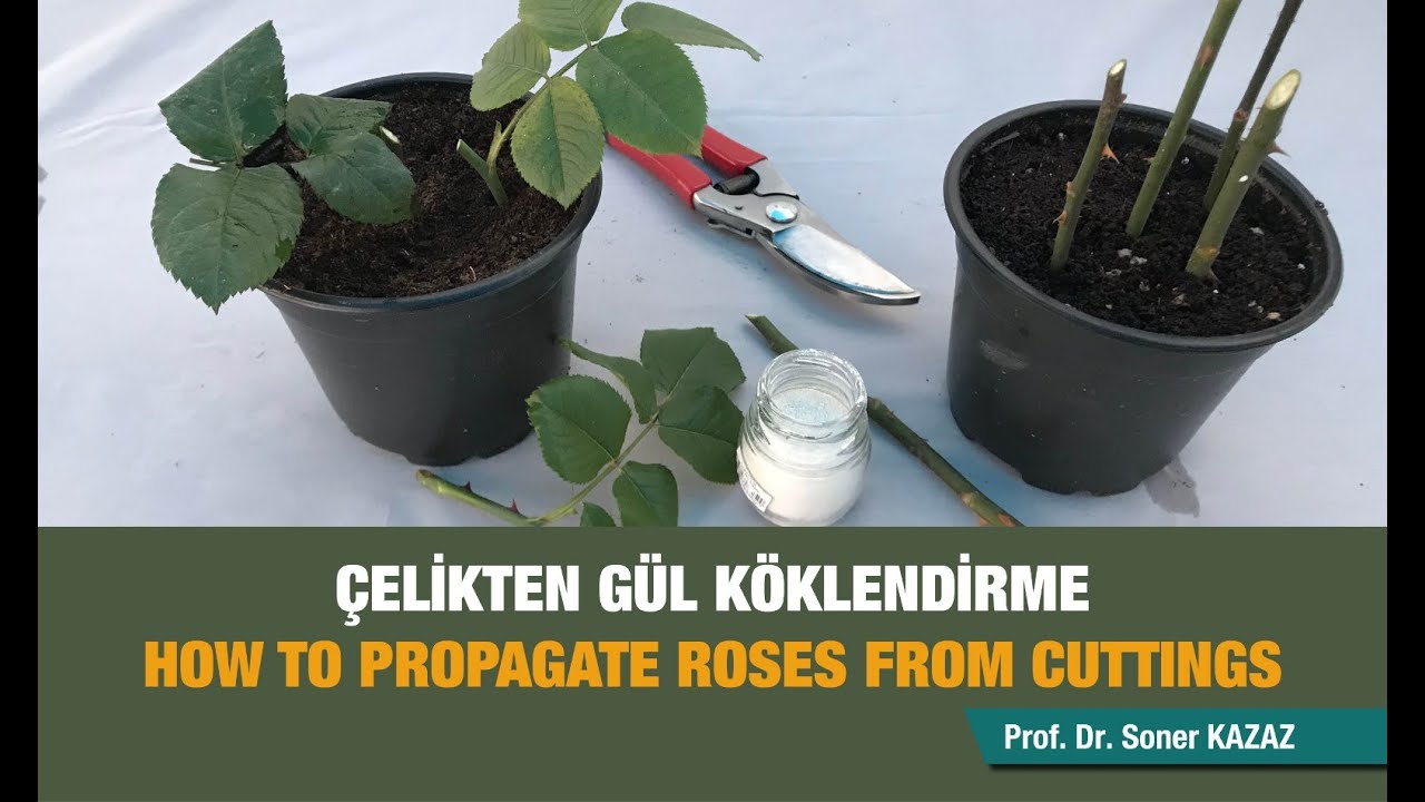 Çelikten Gül Köklendirme, How To Propagate Roses From Cuttings, Gül Çoğaltma, Rose Propagation