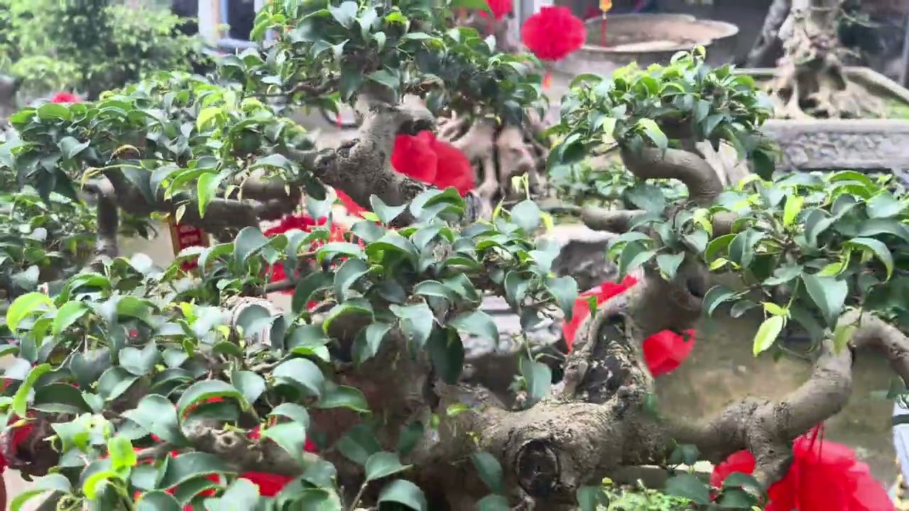 Sanh nam điền 3 vai dáng làng 0338662345