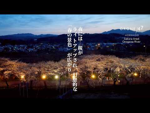 大野川沿い桜並木 北海道 北斗市 ドローン空撮