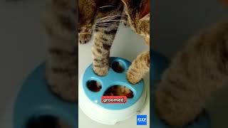 The Best 3D Printed Cat Toys & Accessories #3dprinting #all3dp