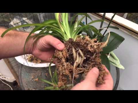 PHALAENOPSIS