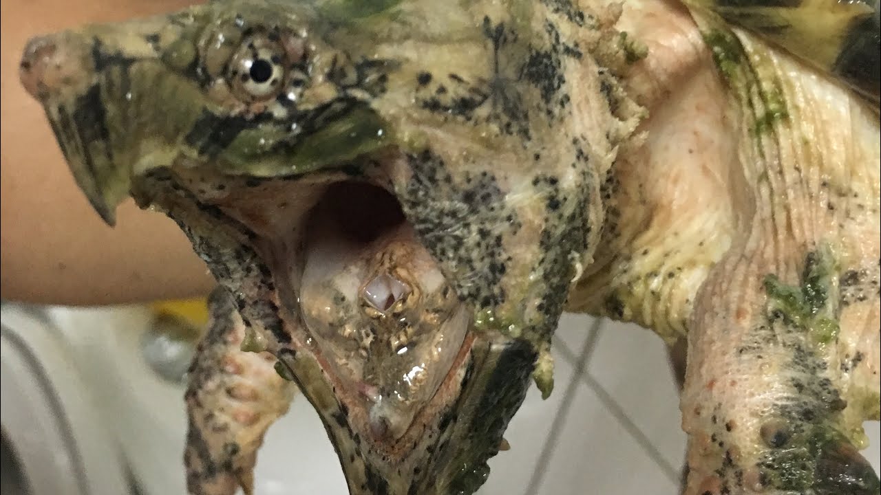 camera iphone 8 plus apk 2019/5/1 變異真鱷龜食飼料 hypo alligator snapping turtle