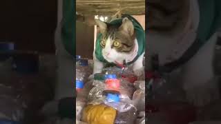 funny foryou  viral enjoy cat shorts