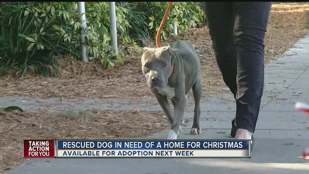 Abandoned Dog Needs New Home For Christmas YouTube