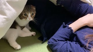 二度寝しようとしたら猫達が遊びにきて眠れませんでした