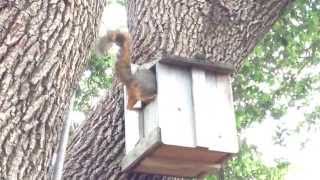 Momma squirrel moves baby #3