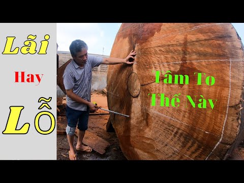 Video Xẻ Cây Gỗ Hương Đá Khủng Làm Sập Nguyên Khối Và Cái Kết - youtube