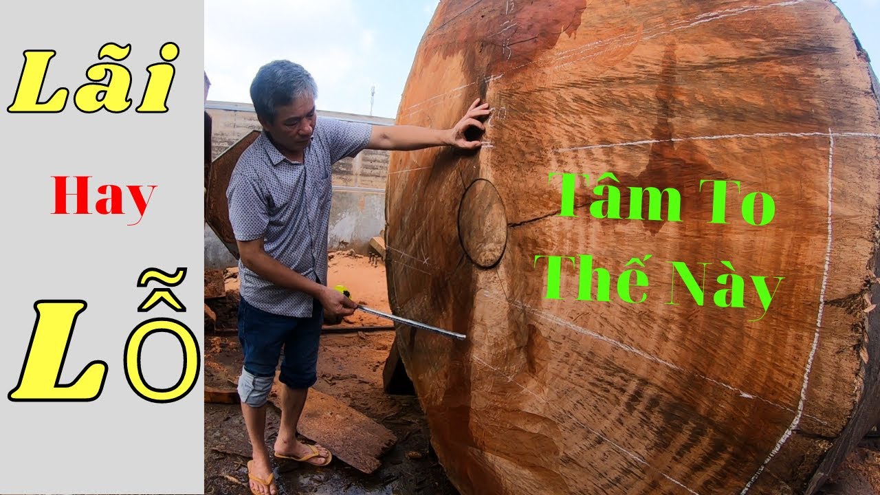 Xẻ Cây Gỗ Hương Đá Khủng Làm Sập Nguyên Khối Và Cái Kết