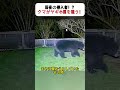 深夜の侵入者！？クマがヤギ小屋を狙う！ #深夜の侵入 #クマの奇襲 #牧場の攻防 #牧羊犬の活躍 #自然との共存