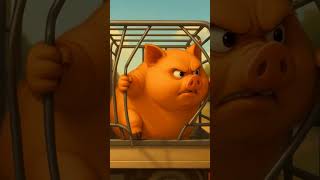 Pig On The Run  Breaks Out Of The Truck In Epic Escape Scene  Funny Animals 2025  pigescape