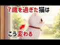 【シニア猫のサイン】７歳を過ぎた猫に起こる５つの変化とは？【保護猫ハクの気持ち雑学】