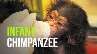 Baby Chimpazee at the North Carolina Zoo