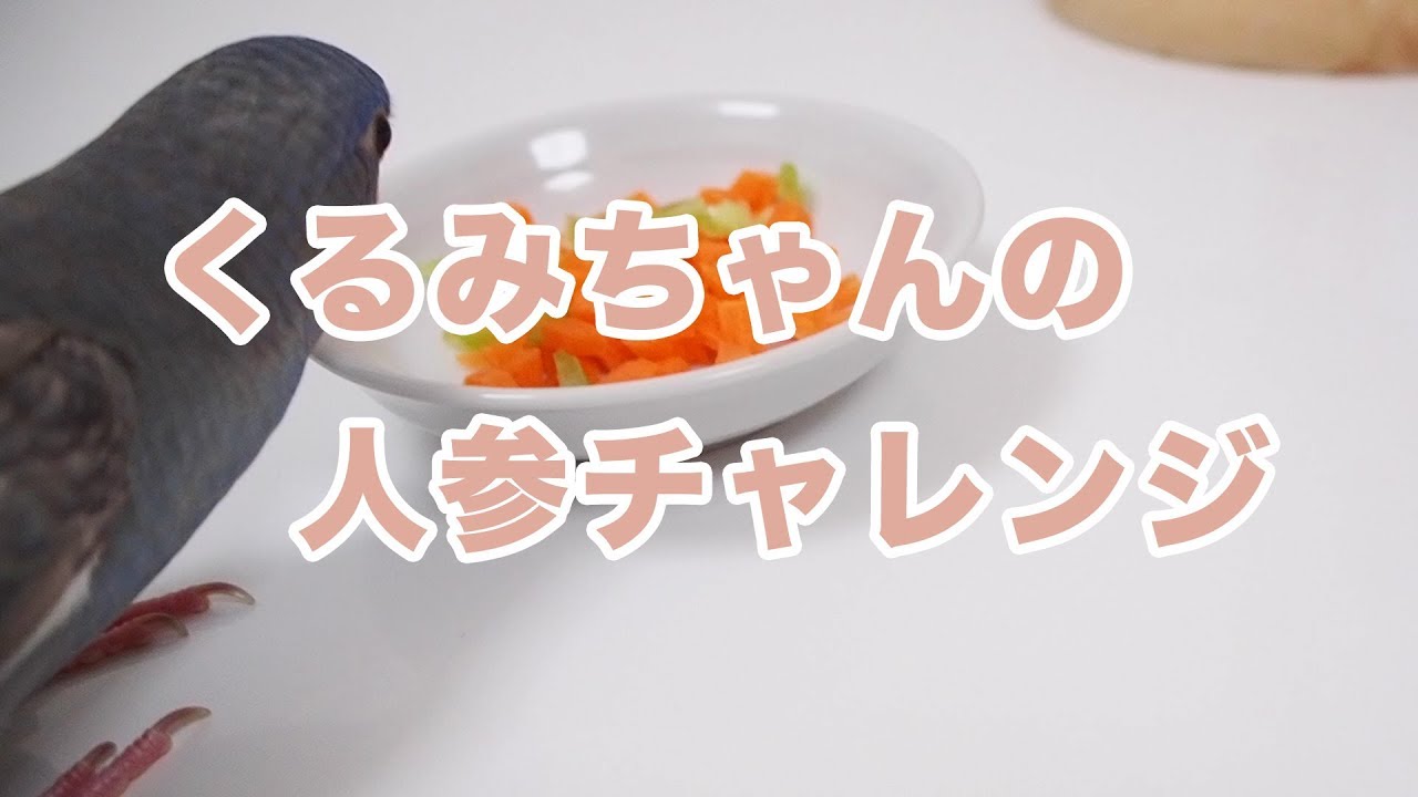 最高かつ最も包括的なくるみ いらすとや アニメ画像について