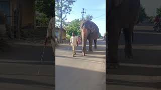 Madhuri elephant walking ♥️