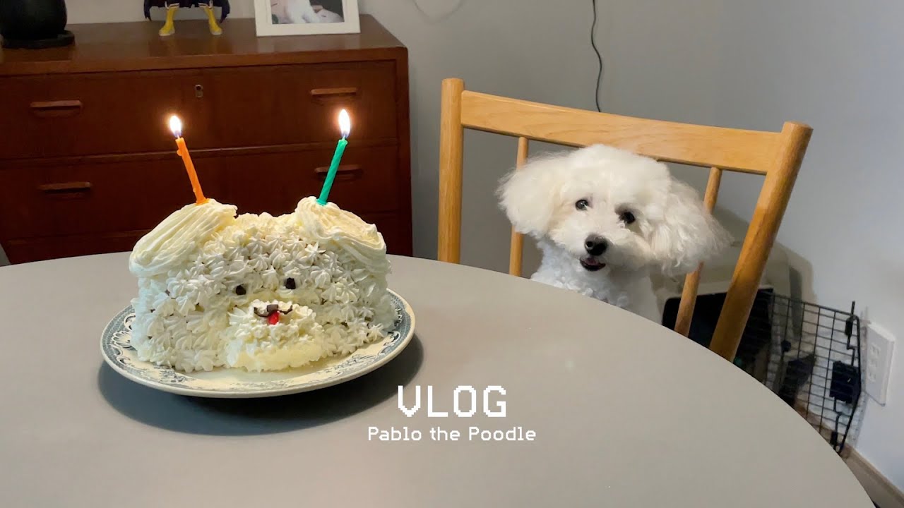 Жизнь с пуделем | Как приготовить простой и милый торт в форме собаки, Прогулка в солнечный день