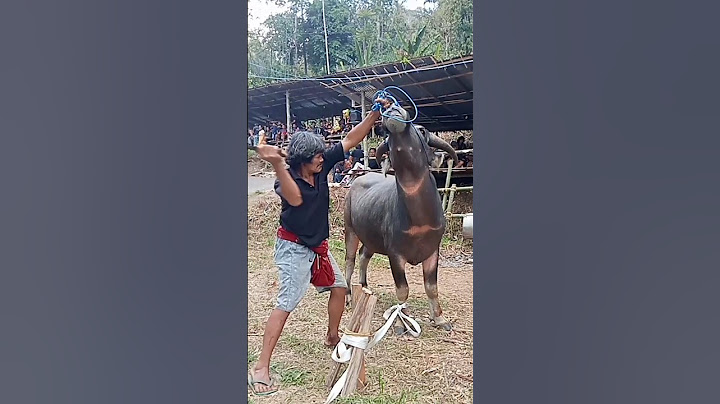 Cara Qurban toraja. sekali tebas putus