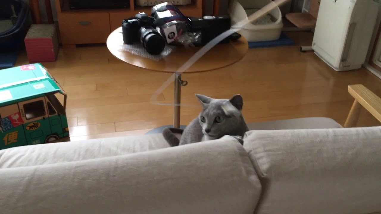 むいむいで大興奮だ！ - YouTube