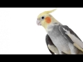 Parrot Training Song - My Neighbour Totoro