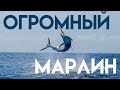 ОГРОМНЫЙ марлин сожрал нашего живца!  BIG GAME. HUGE BLACK MARLIN attack our bait!